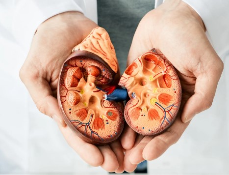 Ayurvedic Kidney Treatment